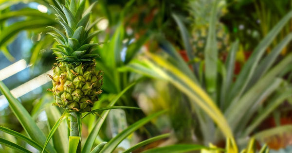 Is Pineapple Good for Perimenopause?