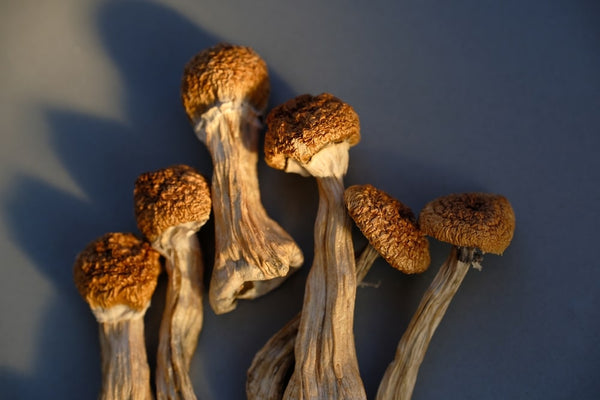 Is Mushrooms Good for Perimenopause?