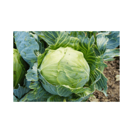 Is Cabbage Good for Estrogen?