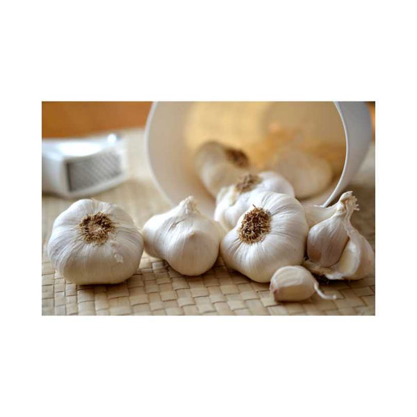 Is Garlic Good for Estrogen?