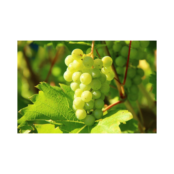 Are Grapes Good for Estrogen?