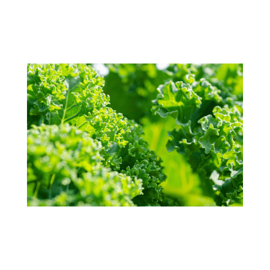 Is Kale Good for Estrogen?