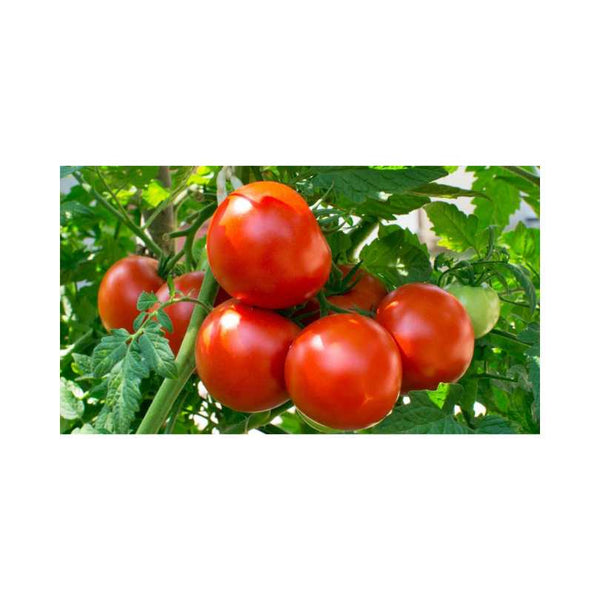 Are Tomatoes Good for Estrogen?