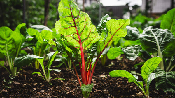 Is Swiss Chard Good for Perimenopause?
