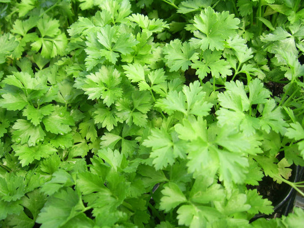 Is Parsley Good for Perimenopause?