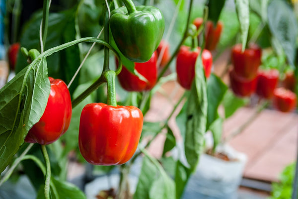 Are Bell Peppers Good for Perimenopause?