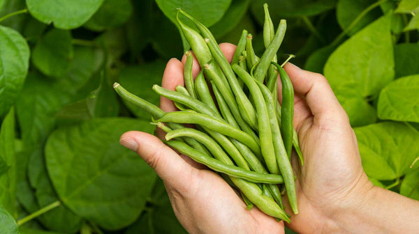 Are Green Beans Good For Perimenopause?