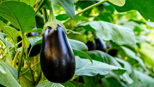 Is Eggplant Good for Perimenopause?