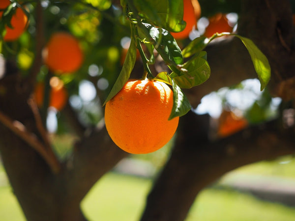 Is Orange Good for Perimenopause?